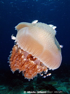 Jellyfish in Pemuteran, Bali by Alberto Gallucci 